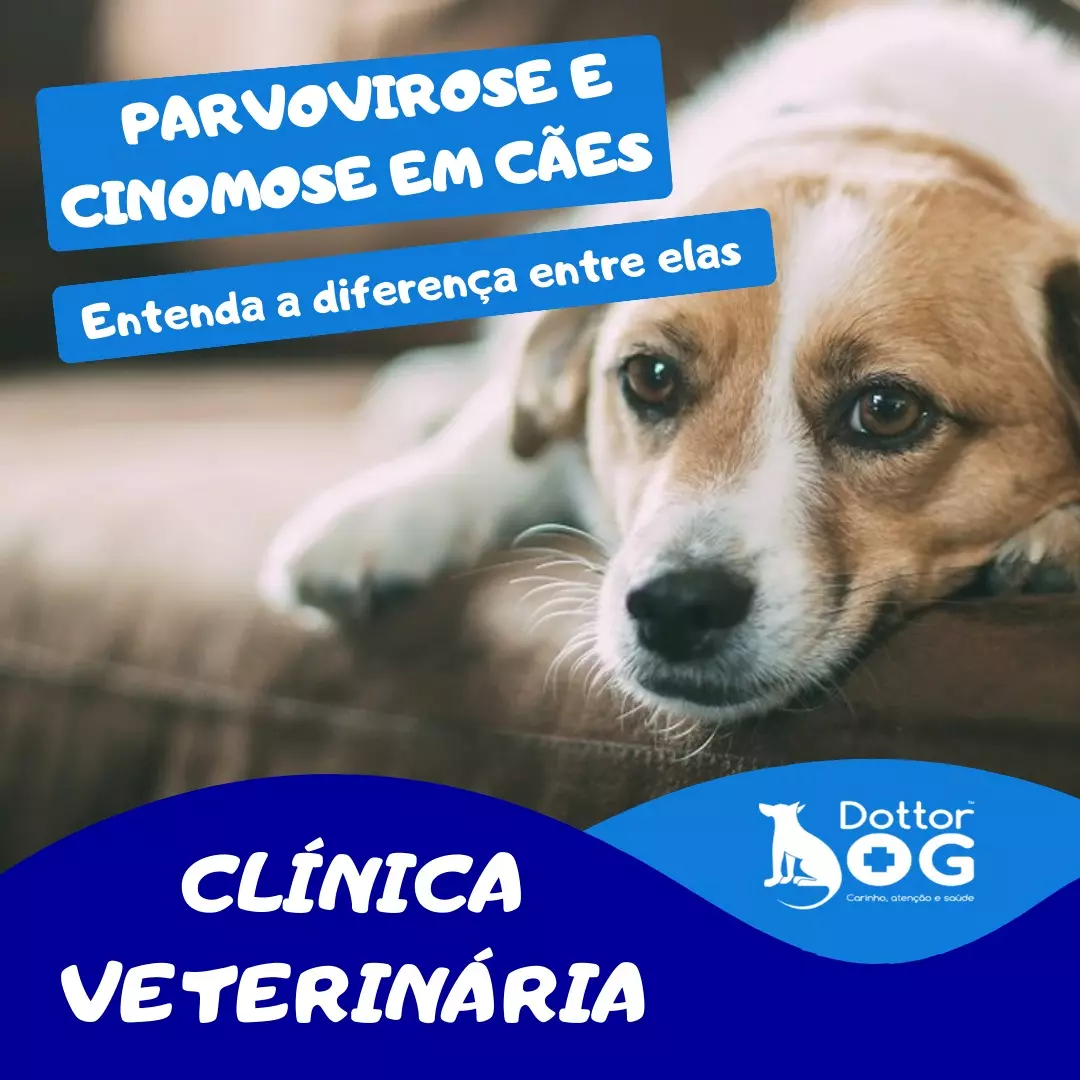 SAIBA DIFERENCIAR AS DUAS DOENÇAS QUE MAIS ASSUSTAM TUTORES: A PARVOVIROSE E A CINOMOSE!